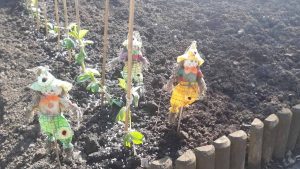 Tiny scarecrows next to a row of newly sprouted broadbeans