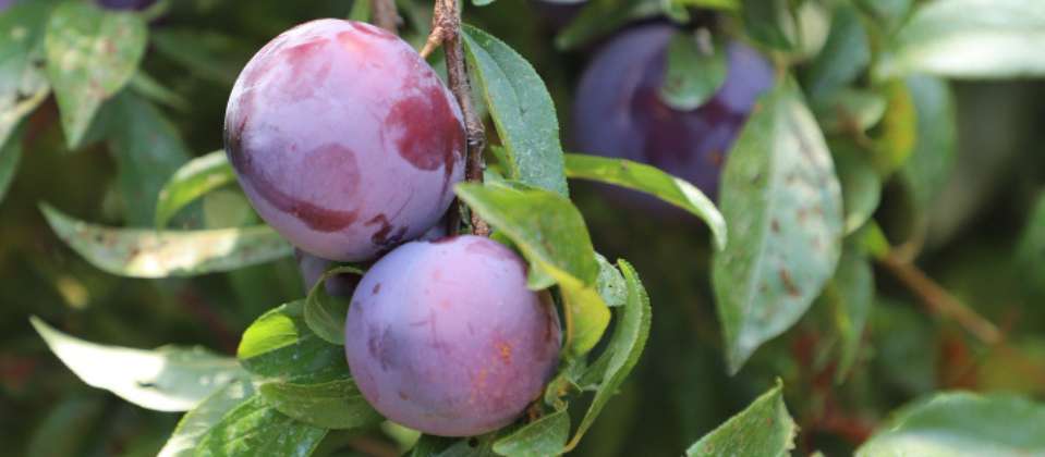 Organically grown plums