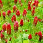 Red clover