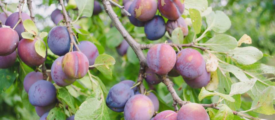 Plums on tree ready to harvest