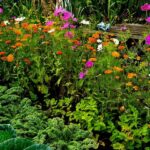 An allotment garden in full bloom