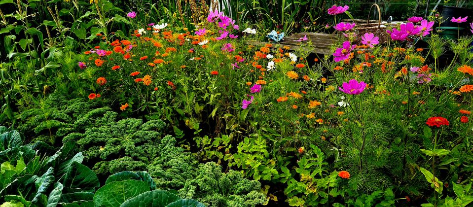 An allotment garden in full bloom