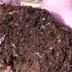 a gardener holding a handful of soil