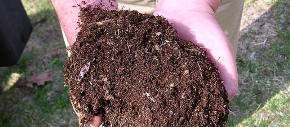 a gardener holding a handful of soil