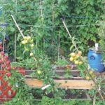 A permaculture garden