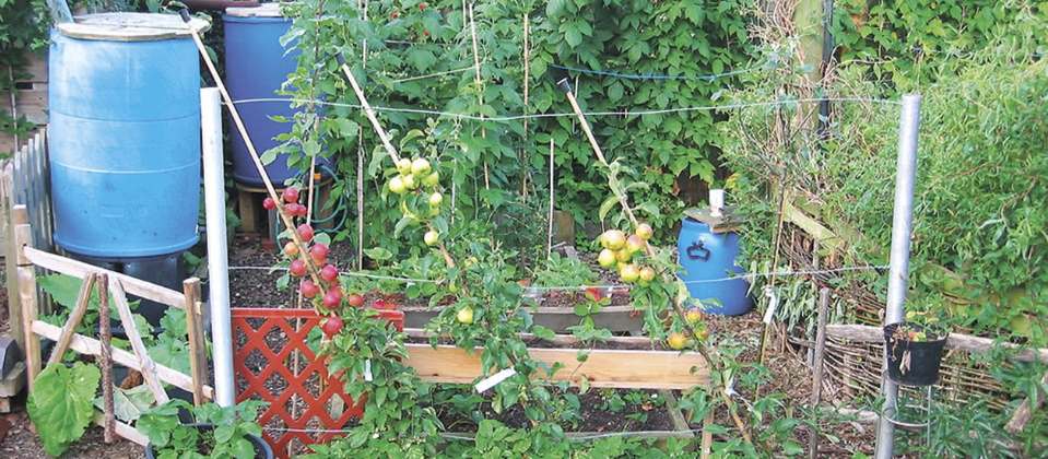 A permaculture garden