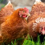 Hens in an allotment