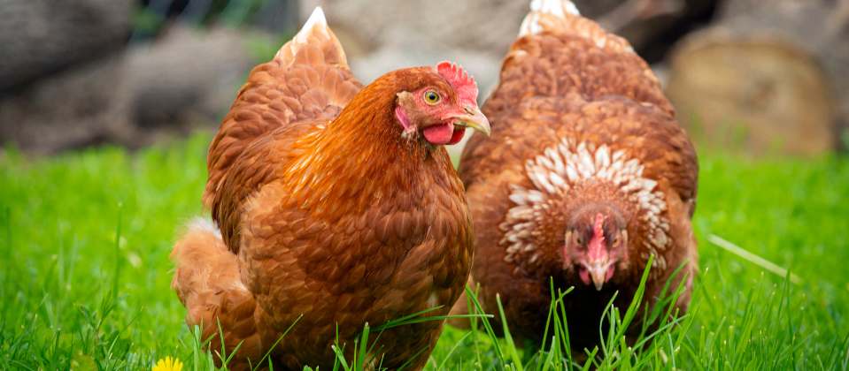 Hens in an allotment