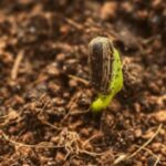 Seedling emerging from healthy soil