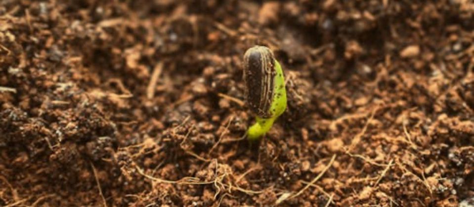 Seedling emerging from healthy soil