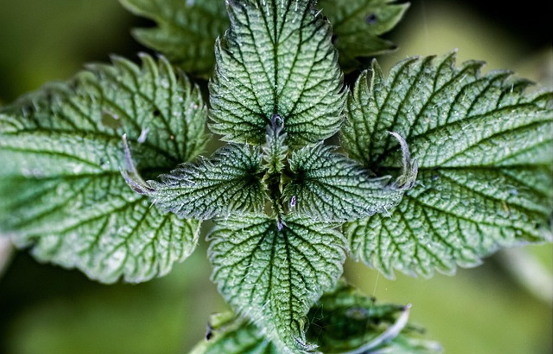 A nettle