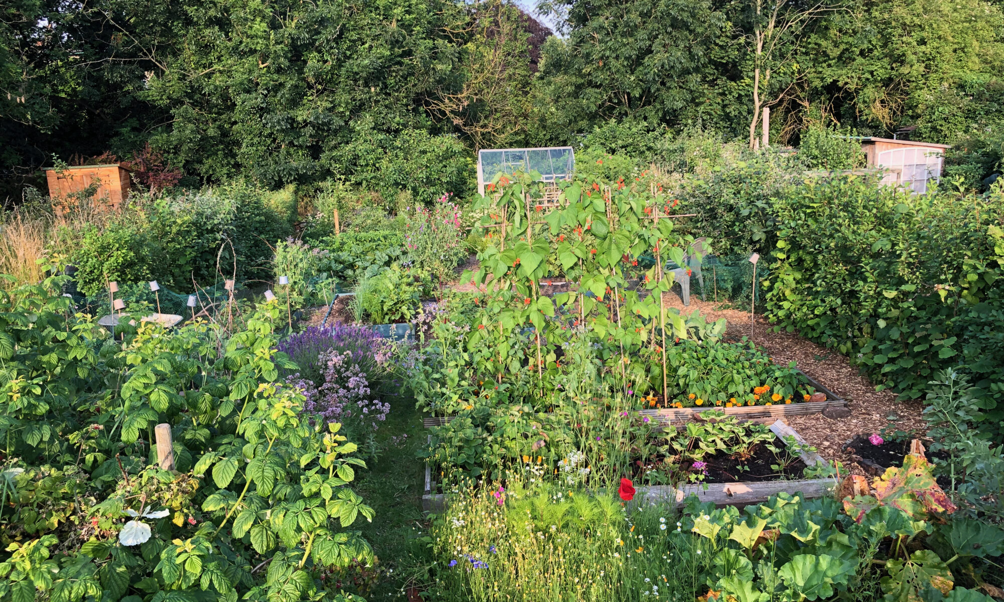 An allotment plot in Yotk