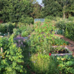 An allotment plot in Yotk