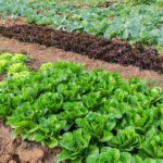 Vegetables growing in an allotment