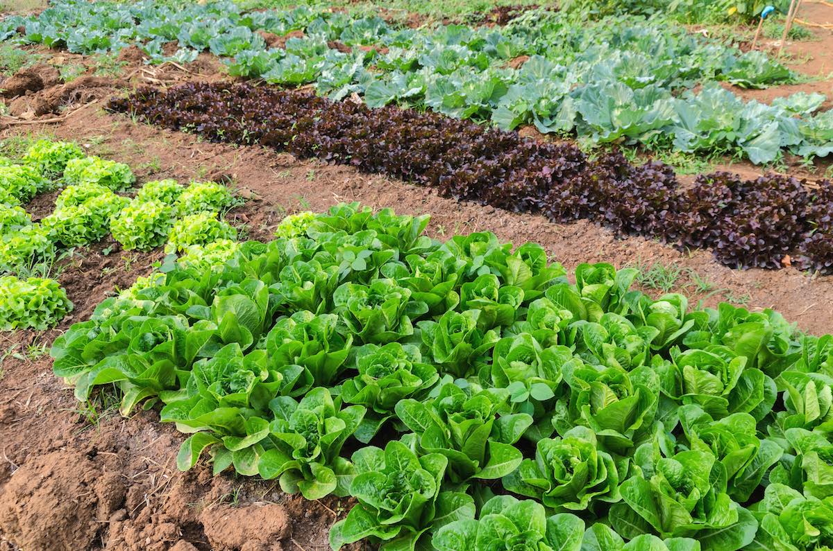 Vegetables growing in an allotment