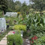 An allotment in full bloom