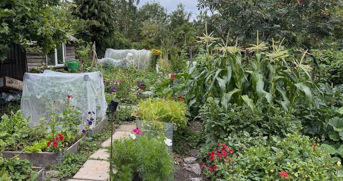 An allotment in full bloom
