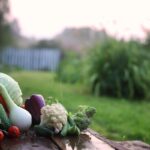 Fresh vegetables on an allotment table