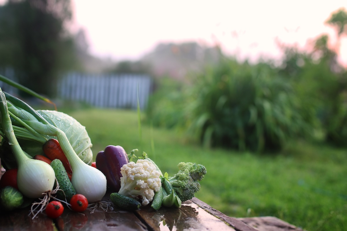 Fresh vegetables on an allotment table