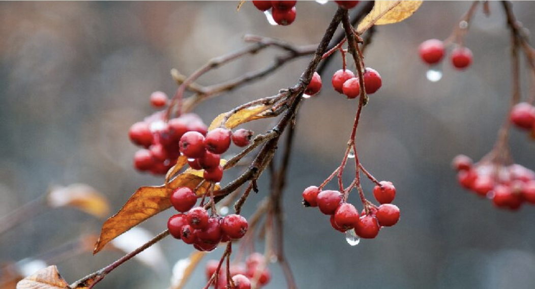 Red berries in winter