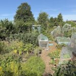 A full allotment plot at Holgate