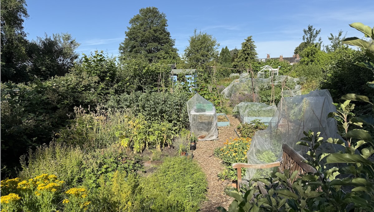 A full allotment plot at Holgate