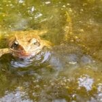 Frog in allotment pond
