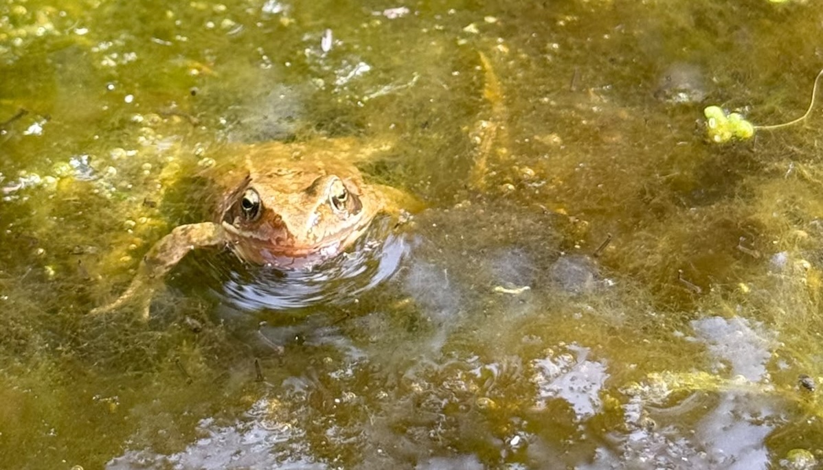 Frog in allotment pond