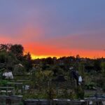 Allotment at sunset
