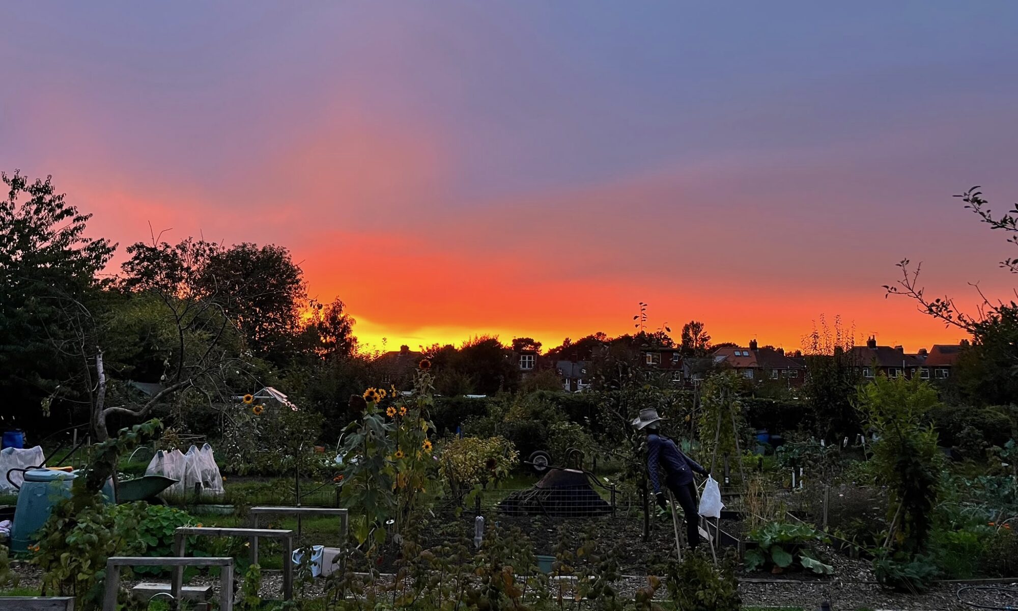 Allotment at sunset